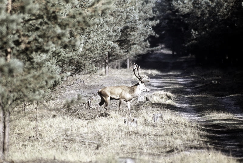 Jagdurlaub in Mecklenburg - Jagd Jagen Wald Wildtiere Mecklenburg